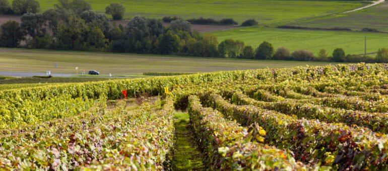 wine-producing village - Chiroubles