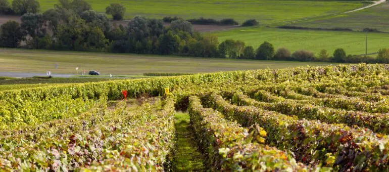 wine-producing village - Chiroubles